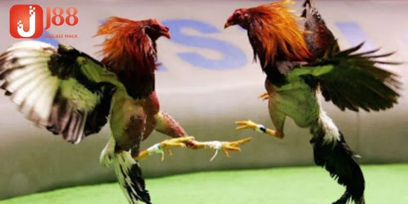 Mẹo đặt cược đá gà trực tiếp C1 để tăng tỷ lệ thắng