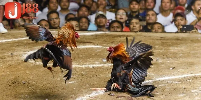 Giới thiệu kênh đá gà trực tiếp Thomo 24/7 J88