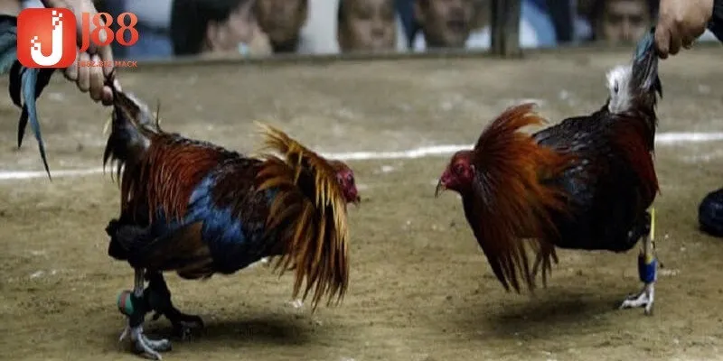 Cập nhật đủ các loại hình