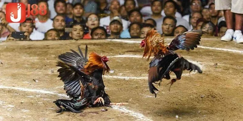 Kinh nghiệm xem và cá cược trực tiếp đá gà Thomo hôm nay